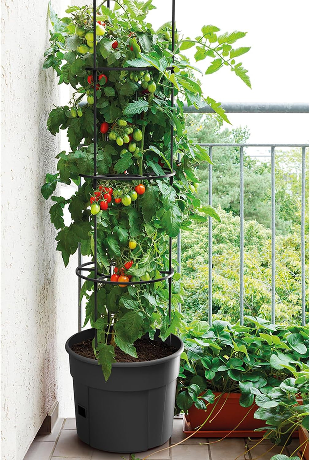 Pots de semis de tomates Prosperplast avec treillis – Jardinière en plastique robuste | anthracite | Résistant aux intempéries et aux UV | 29,5 x 115,2 cm | Idéal pour le jardin et la terrasse