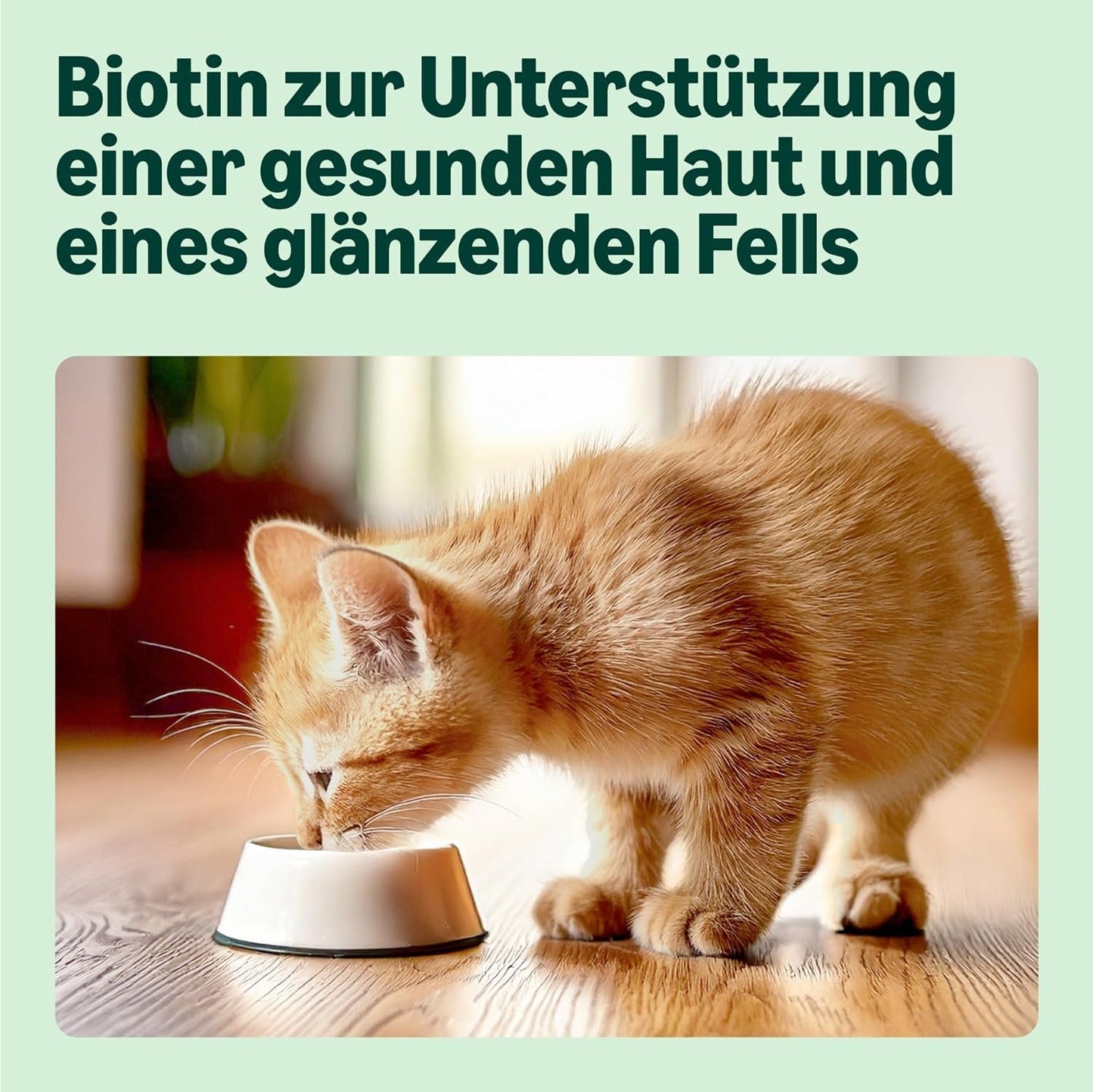 Amazon Mixed Selection Nourriture humide pour jeunes chats en gelée 1,2 kg (12 sachets de 100 g)