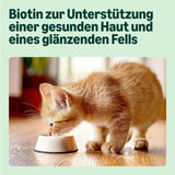 Amazon Mixed Selection Nourriture humide pour jeunes chats en gelée 1,2 kg (12 sachets de 100 g)