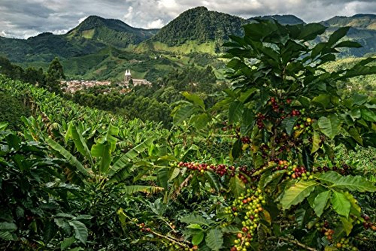 Café en grains Arabica 100 % naturel 1 kg – Café expresso torréfié intensément avec un mélange d'origine colombienne et brésilienne – Commerce équitable.