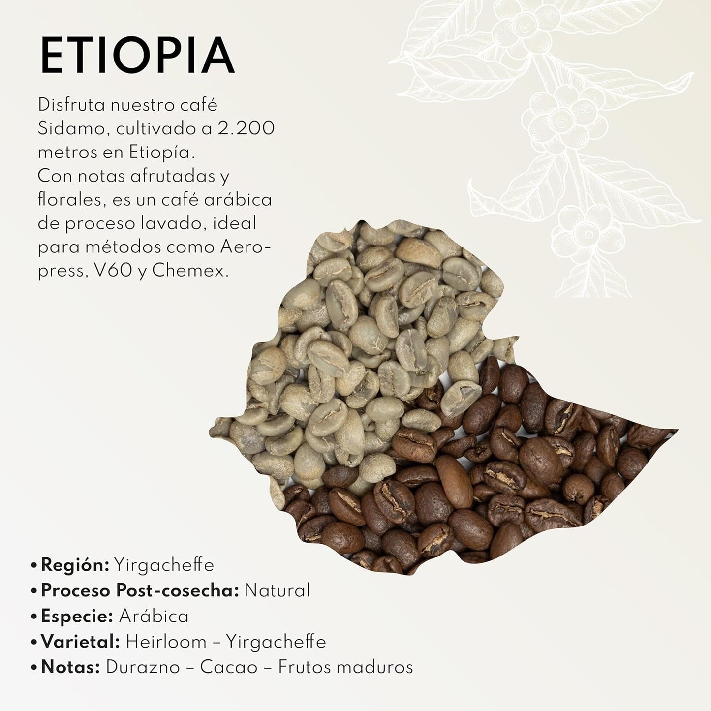 Café de spécialité Boconó Ethiopie 100% Arabica, torréfaction moyenne, 1 kg - Idéal pour le café V60, Chemex, Kalita, etc.