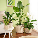 Scheurich Seagrass 17, pot panier/pot panier jonc de mer, couleur : blanc, diamètre 17 cm, hauteur 16 cm, volume 3,5 l.