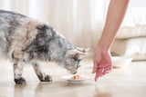 Cat Jelly Thunfisch mit Goldmakrele, Katzenfutter nass in Gelee, 24 doses x 85 g
