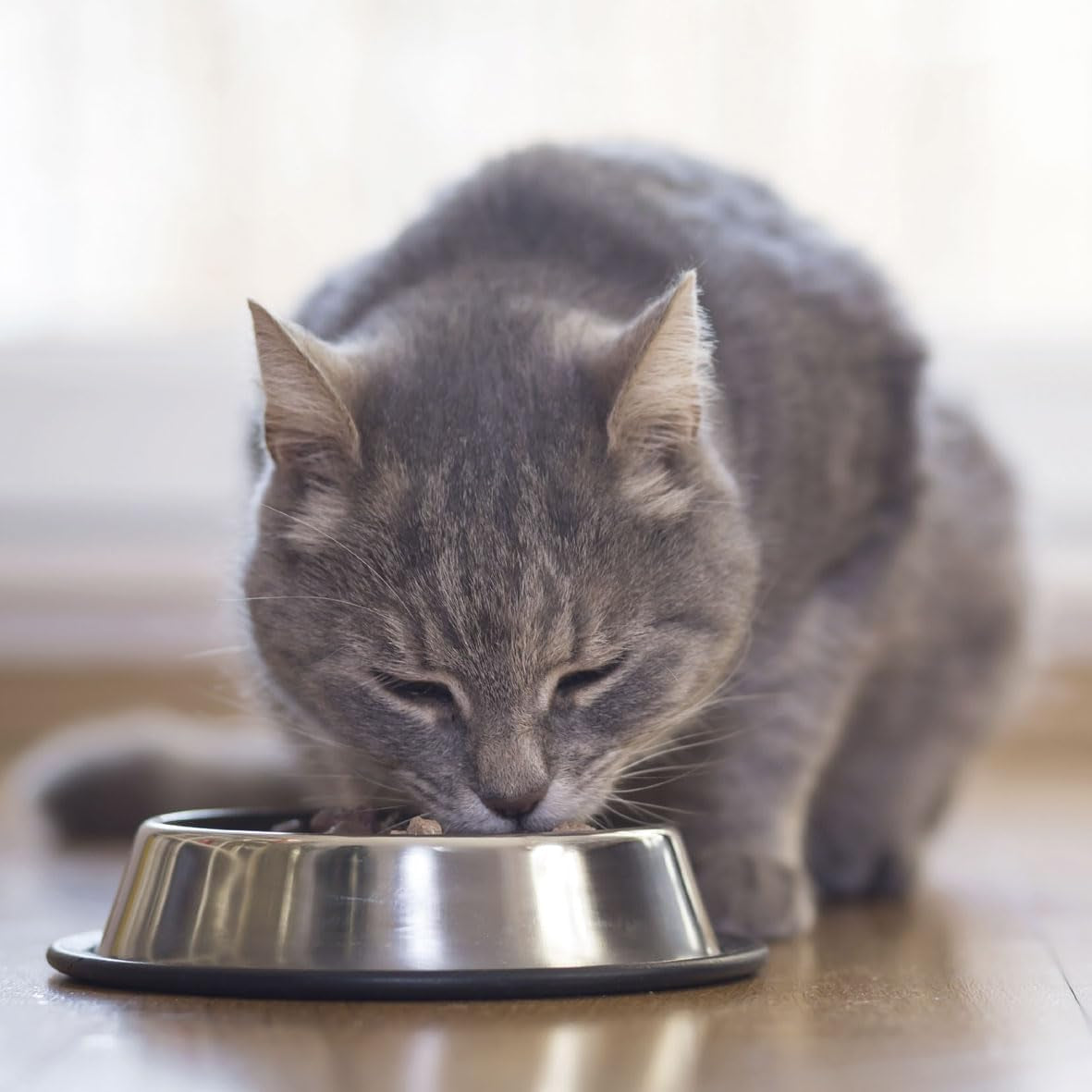 BEAPHAR - Régime rénal au poulet - Aliment complet pour chats souffrant d'insuffisance rénale chronique - Pour soutenir la fonction rénale - 100 g