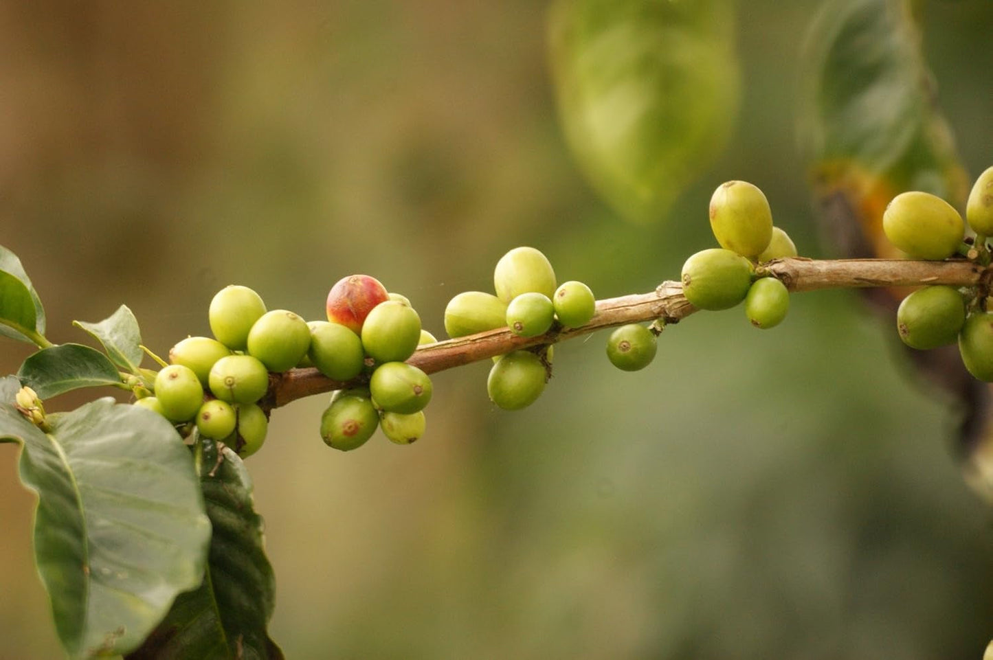 Kaffeespezialität Aus Mittelamerika - Guatemala, Dem Land Der Maya (Ganze Bohne,1000 Gramm) - Länderkaffee - Spitzenkaffee - Säurearm - Schonend Und Frisch Geröstet