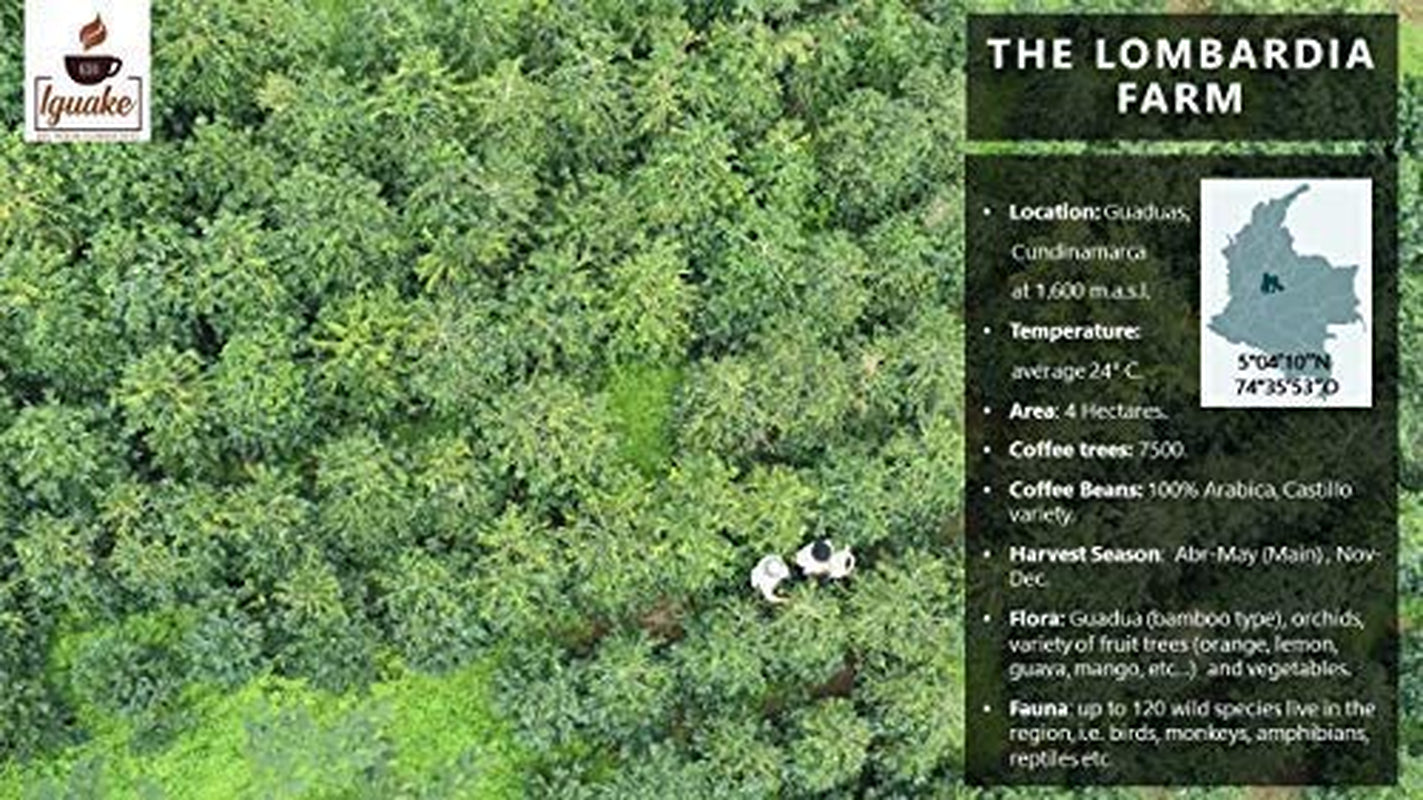 Café Iguaque 1000gr | Premium Kaffee Ganze Bohnen 100% Arabica de Colombie | Familienbetrieb - Single Origin Kaffeebohnen - Nachhaltige eigene Plantage im Hochland - Kräftiges Aroma