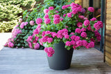 PLASTIQUE? Pot de Fleur en Plastique, 76L, Couleurs Vives, Zen, L 60 cm x H 47 cm