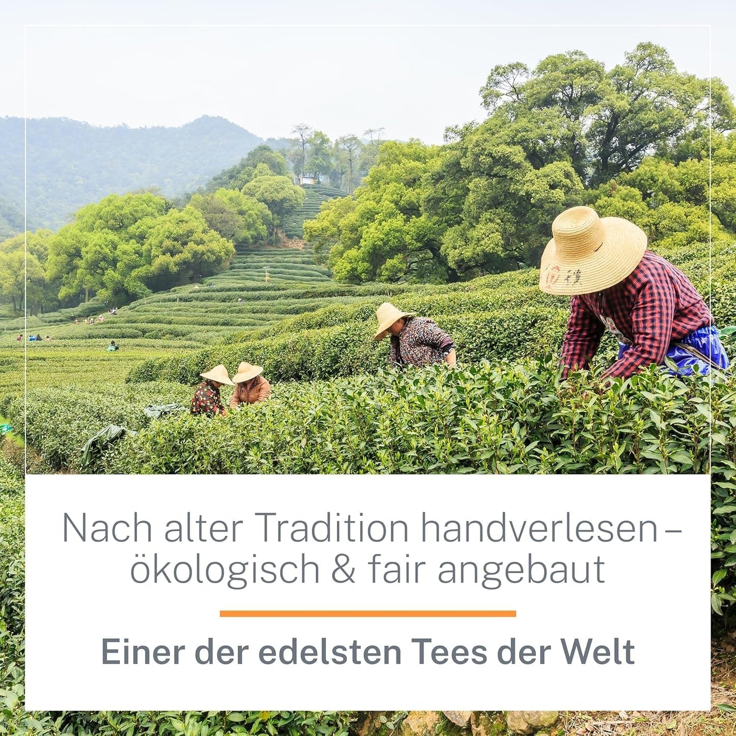 Thé Oolong Bio Ti Guan Yin 100 g - Thé Oolong biologique de haute qualité de Chine - Wu Long (qualité cérémonielle) - Pour les amateurs et connaisseurs de thé - Mycupoftea