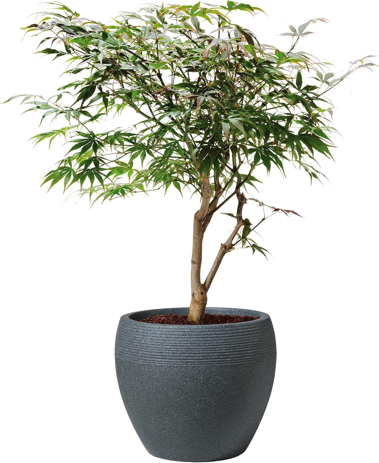 Scheurich Lineo, jardinière en plastique, granit noir, diamètre 30 cm, hauteur 24,1 cm, volume 11 l.
