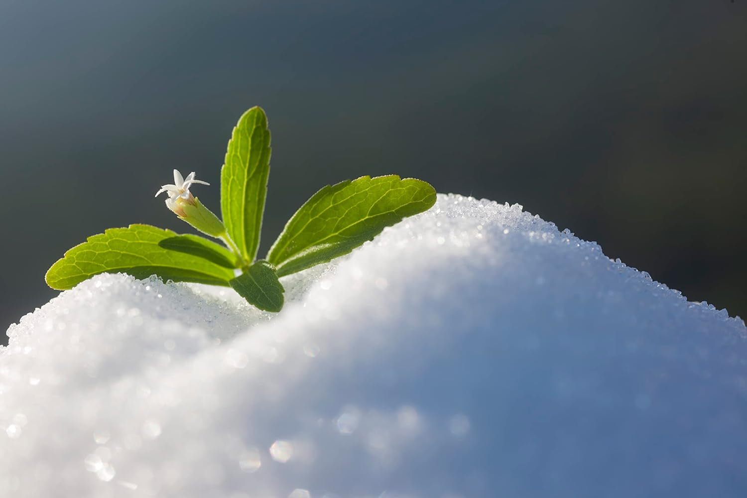 Stevia 1:1 (Erythrit - Stevia) - Natürlicher Zuckerersatzstoff, 1000 G Édulcorants Naty Shop