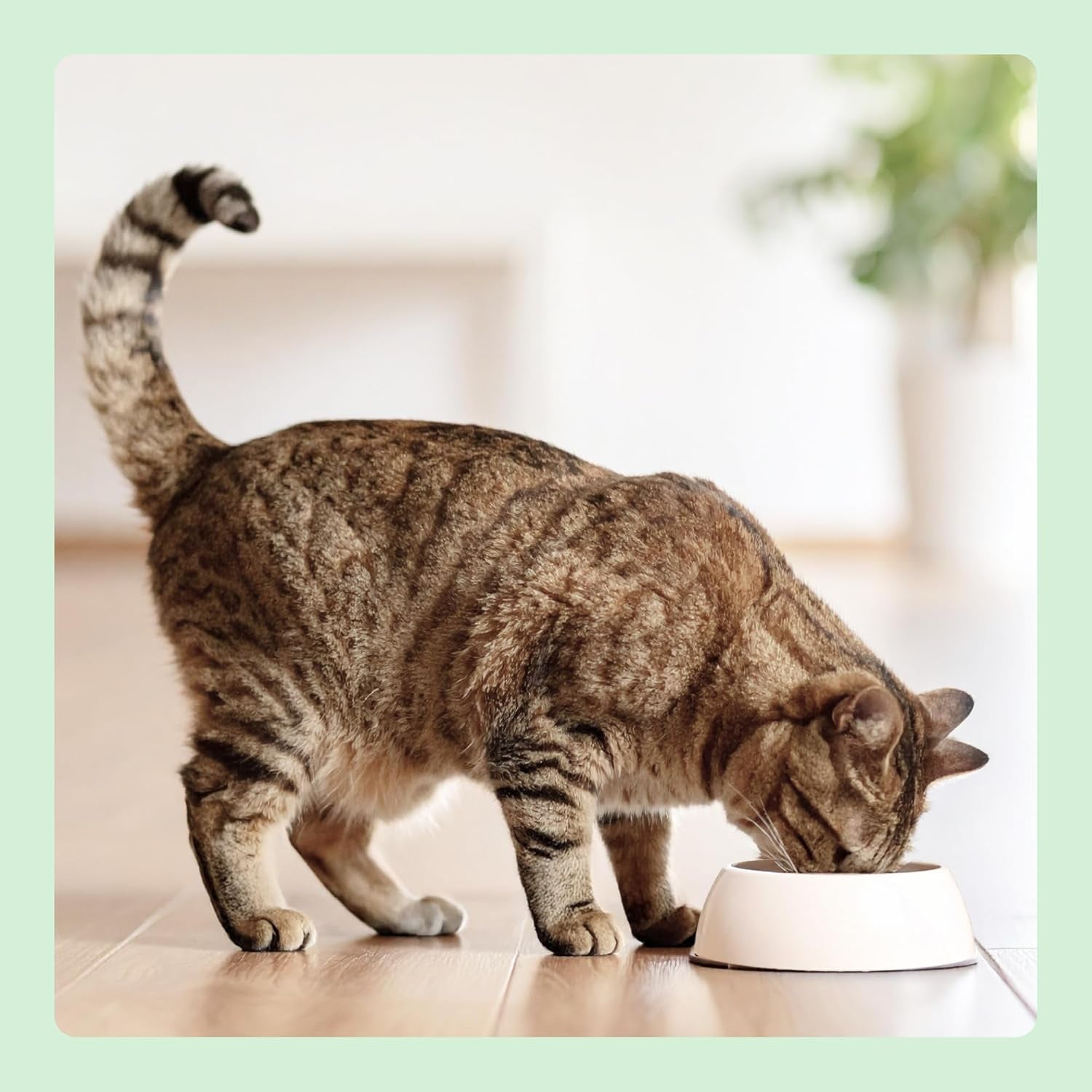 Amazon Nourriture humide pour chat sans céréales, morceaux de poulet en conserve en gelée 12 x 405 g