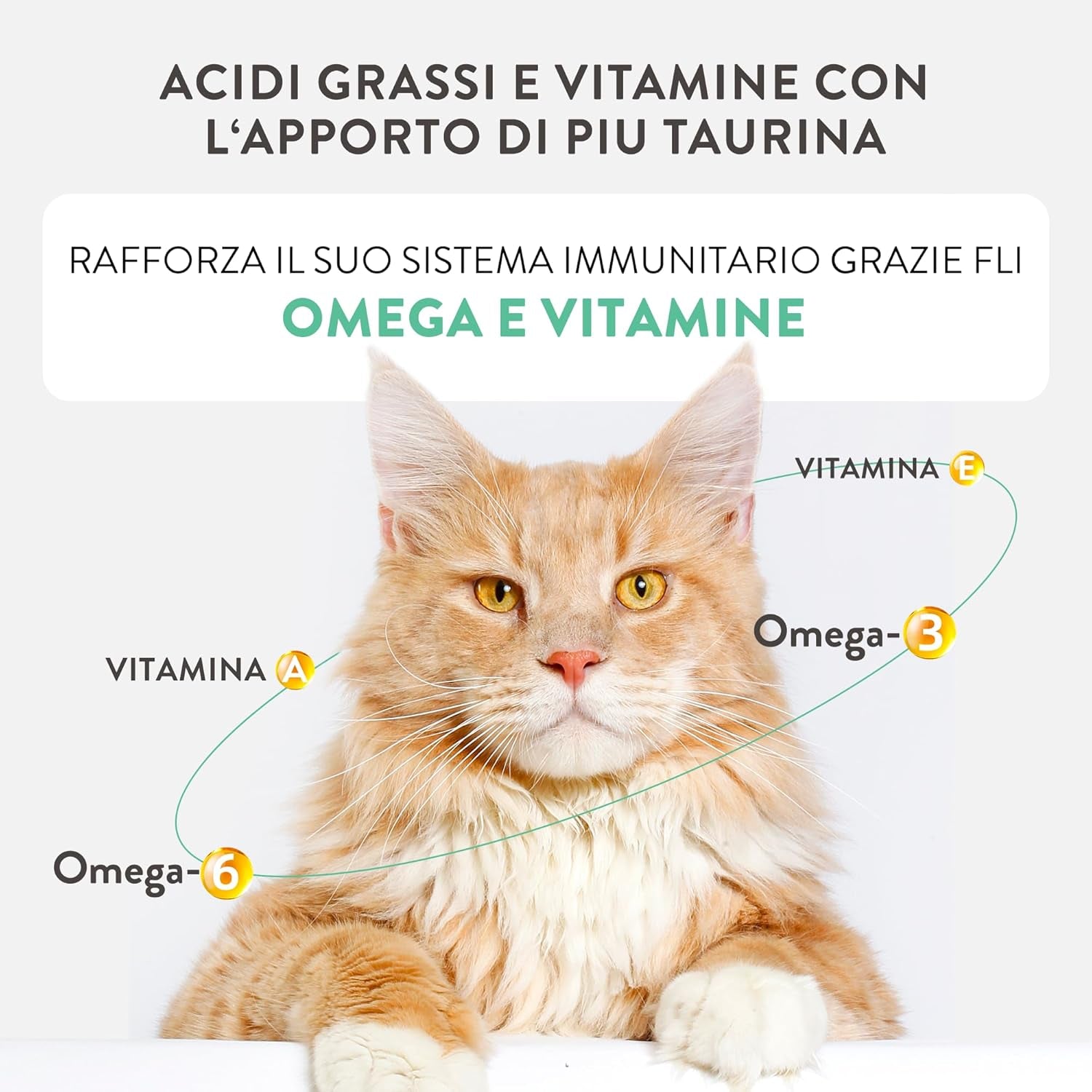 Silver Poulet avec Mousse et Filets de Canard, Aliment humide complet pour chats seniors, Sans céréales, Soutien immunitaire, Source d'humidité, 12 x 70 g