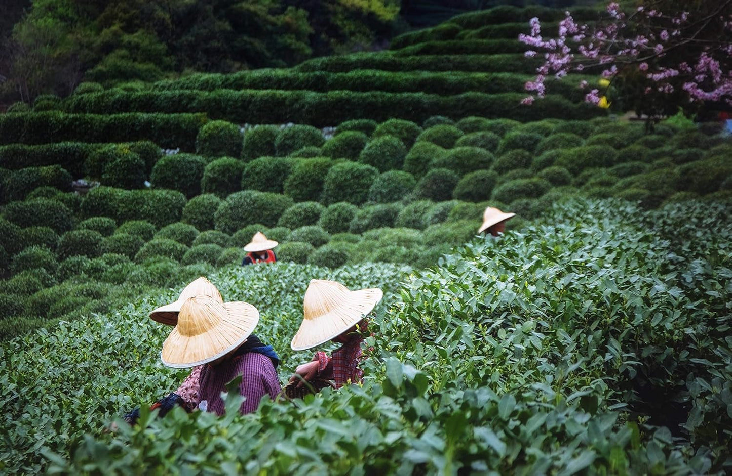 Thé Oolong Tie Guan Yin d'Anxi, Chine | Récolte 2025 | Thé Oolong chinois de haute qualité | Thé chinois premium issu de plantations traditionnelles 100 g