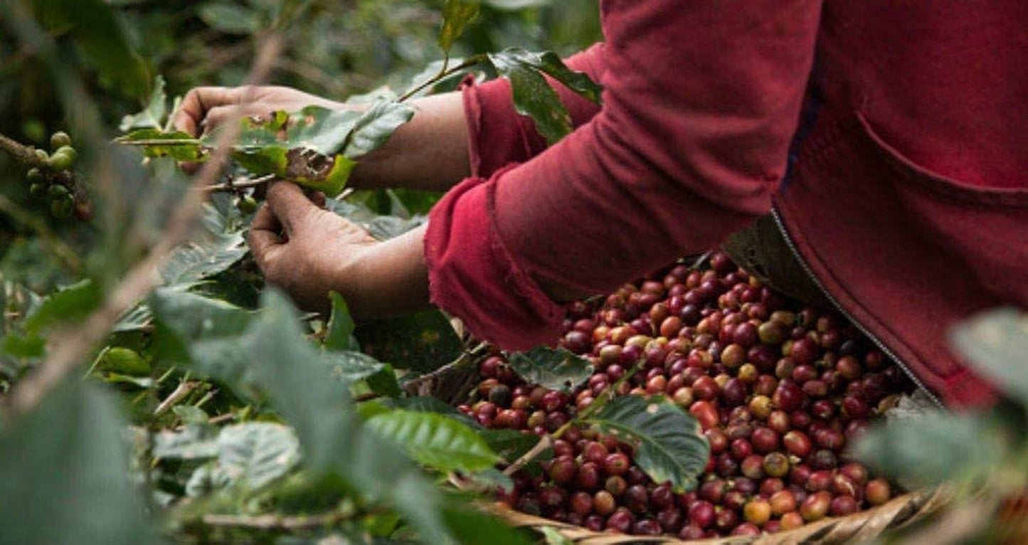 Café en grains décaféiné 1 kg naturel 100% - Espresso Goût intense de Colombie et du Brésil.