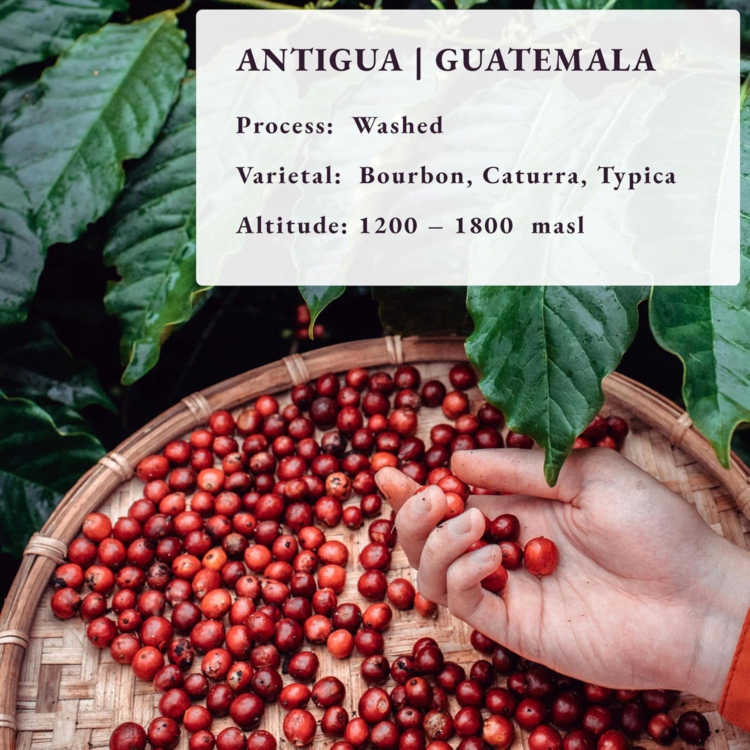 Torréfié après commande ~ Grains de café de spécialité les plus frais | Rôtissoire 80 TASSES | Guatemala Antigua, origine unique (1 kg) Spezialitäten Kaffeebohnen, Frisch Geröstet