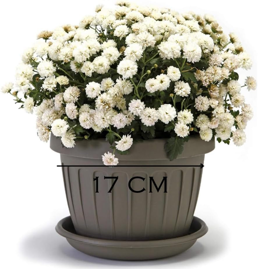 Petit pot avec assiette - Pot 17 cm avec assiette | Conception pratique et légère | Parfait pour les plantes, boutures ou premières pousses 17 cm