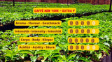 New York Coffee - EXTRA P - Café en grains, goût fort et décisif, grains Arabica et Robusta, à moudre, expresso italien, mélange de bar - qualité premium depuis 1930 - 1 kg, grains