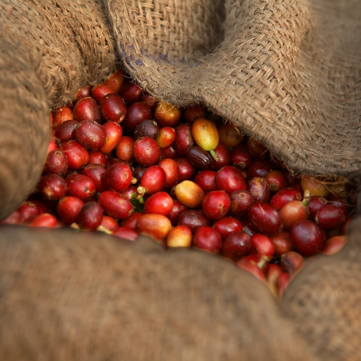 - Moka 1000g | Café fort pour Schümli et expresso provenant de machines entièrement automatiques | Grains de café torréfiés entiers | With 90% Arabica beans