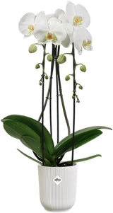 elho Vibes Fold Orchid High 12,5 cm - Pots d'orchidées d'intérieur - Pots de fleurs d'intérieur - Plastique 100% recyclé - Blanc/Blanc soyeux