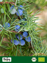 Fruit de genévrier bio Biojoy (250 g), séché et entier, sans additifs (Juniperus communis) Produits déshydratés Naty Shop