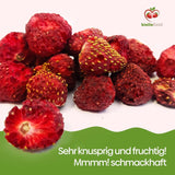 Biolla food fraises entières séchées, 0,5 kg, 100% naturelles. Des collations saines pour les enfants. Idéal pour les smoothies, le muesli d'avoine, le thé et le porridge. Longue durée de conservation. VÉGAN, SANS GLUTEN, ALIMENTATION CRU Naty Shop Produits Déshydratés