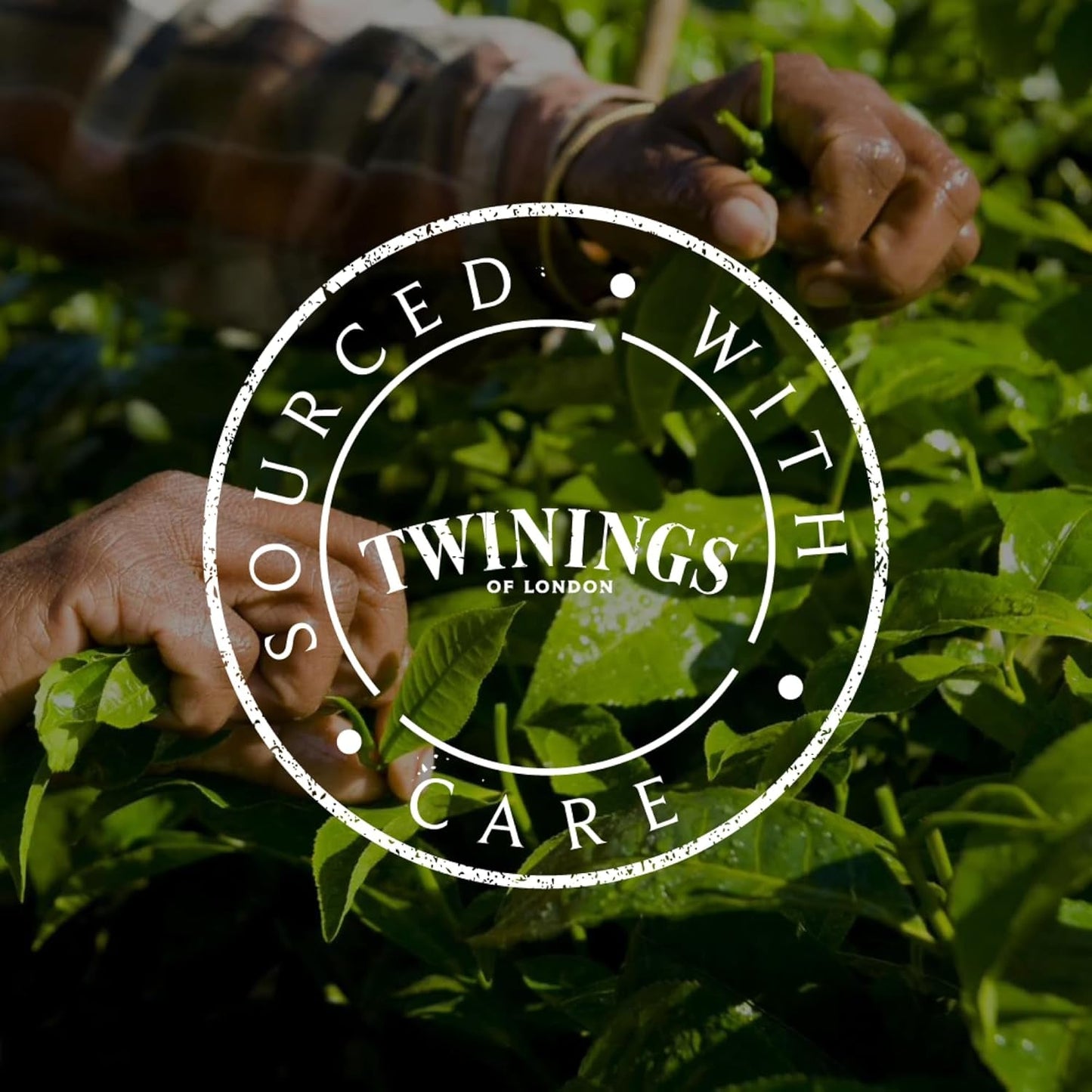 Twinings SWEET DREAMS Thé à la camomille au miel, à l'orange et à la fleur de tilleul - Mélange sucré de tisanes pour une amélioration naturelle du sommeil, paquet de 12 (10 sachets de thé chacun)