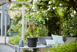 elho Green Basics Tomato pots 33 - Pots de fleurs pour la culture et la récolte en extérieur - Ø 33,5 x H 26,0 cm - Noir/Noir vif