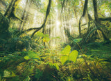 Ravensburger Puzzle - 4 Saisons - Puzzle 4X 500 pièces pour adultes et enfants à partir de 12 ans Puzzle Naty Shop