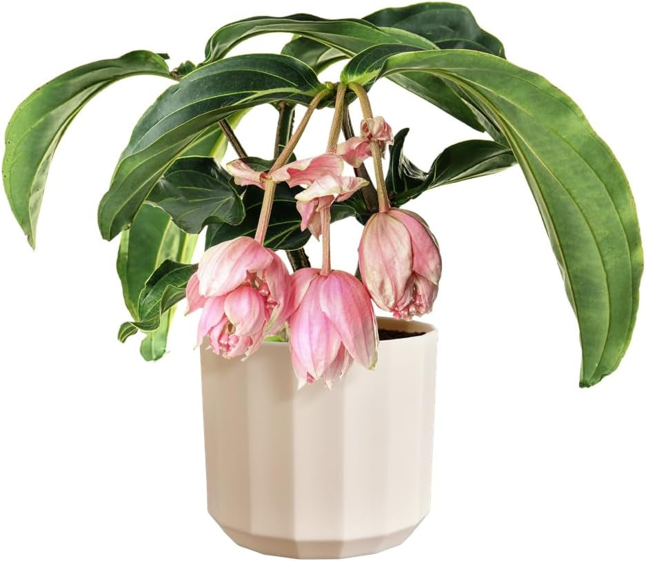 Pot rond elho Facet 17cm - pour l'intérieur - 100% plastique recyclé - Ø 16,6 x H 14,9 cm - Rose/Rose amande