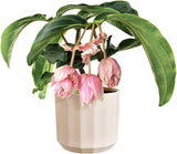 Pot rond elho Facet 17cm - pour l'intérieur - 100% plastique recyclé - Ø 16,6 x H 14,9 cm - Rose/Rose amande