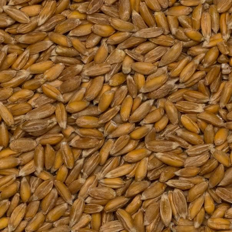 Grains d'épeautre biologiques Wholefood Earth – 3 kg | Sans OGM | Végétalien | Riche en fibres | Certifié biologique