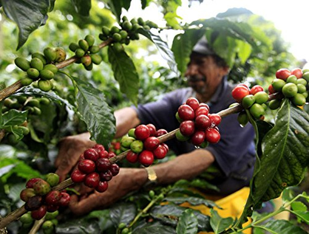 Café en grains Arabica 100 % naturel 1 kg – Café expresso torréfié intensément avec un mélange d'origine colombienne et brésilienne – Commerce équitable.