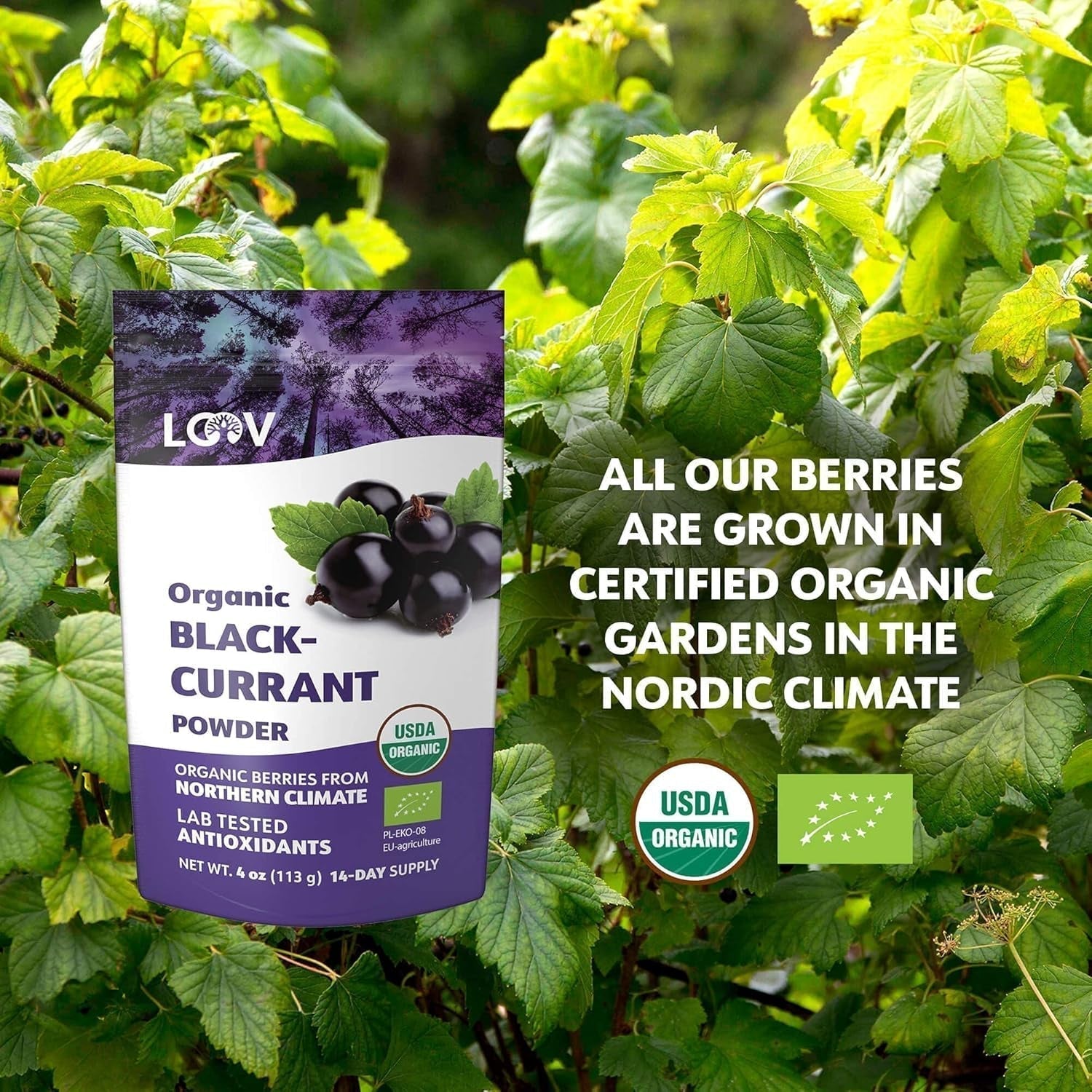 Poudre de cassis biologique LOOV, composée à 100 % de cassis entiers, de baies biologiques lyophilisées et en poudre, cultivées en Europe du Nord, sans sucre ajouté, 113 g Naty Shop Produits déshydratés