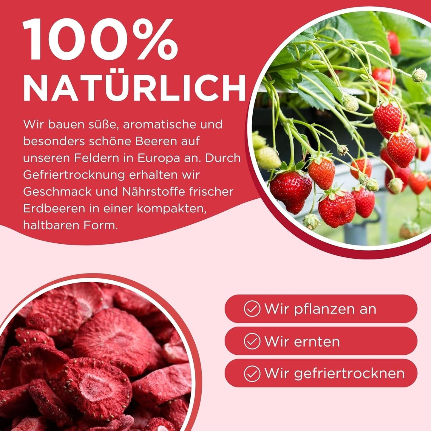 Fraises lyophilisées Summer - lot de 5 - délicieux snacks croquants sans sucre, 100% naturels, pour enfants et adultes, idéal pour les céréales et les lunch box (55g) Produits déshydratés Naty Shop