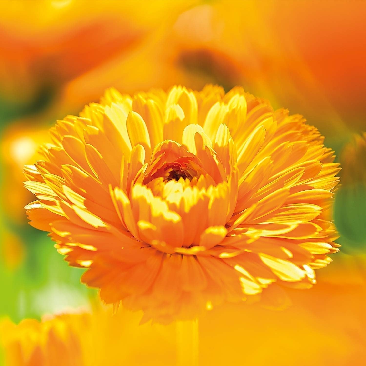 WELEDA Crème de Soin Bébé Calendula Bio Corps & Visage 30 ml - Crème visage / crème pour la peau pour cosmétiques naturels à l'huile de sésame et à la lanoline pour le soin des peaux sèches. Crème de soin hydratante pour bébés et enfants Enfants - Bain et Soin Naty Shop